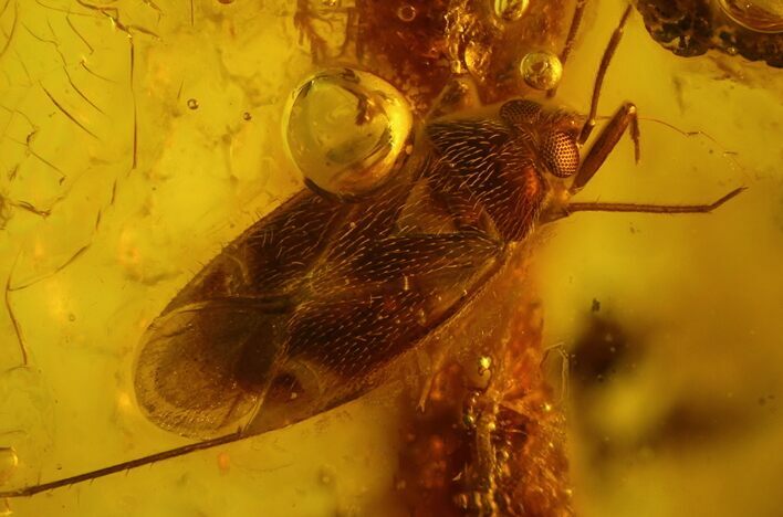 mm True Bug (Heteroptera) In Baltic Amber - Great Eyes #123409